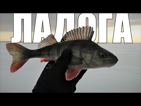 Видео: Самодельные блёсны работают! Ловля окуня на Ладоге