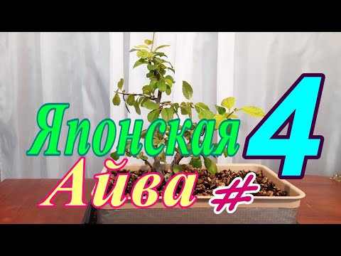 Видео: Многоствольная Японская айва/Chaenoméles japónica #4  Август 2025