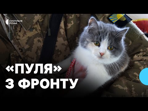Видео: Прикордонник привіз до Луцька кицьку, яку прихистив на фронті