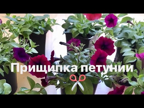 Видео: ✂️Прищипка ПЕТУНИИ ✂️ для роскошного цветения ✂️