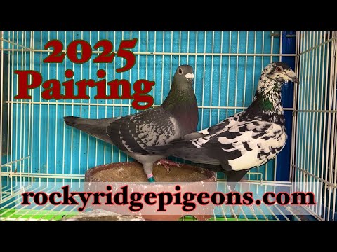 Видео: Сочельник, гонки голубей, полеты голубей и разведение голубей