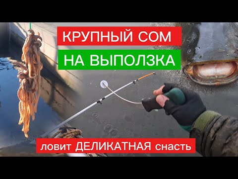 Видео: КРУПНЫЙ СОМ на ВЫПОЛЗКА. ЛОВИМ НА ДЕЛИКАТНУЮ СНАСТЬ. 
