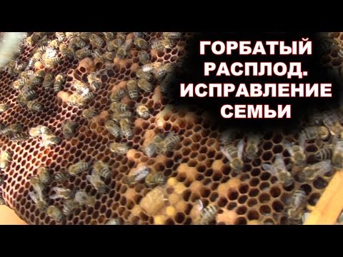 Видео: Горбатый расплод. Исправление семьи.