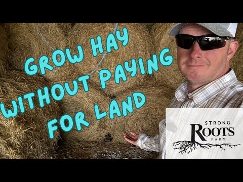 Видео: Получите сено бесплатно, кормление скота