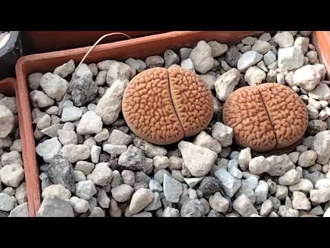 Видео: Lithops.Полив литопсов.Виды литопсов.Кактусы.