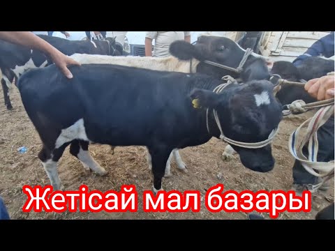 Видео: Жетісай мал базары..Бұзаулы сиырлар,Бұқалар,Өгіздердің  бағасы..07,09,2023.