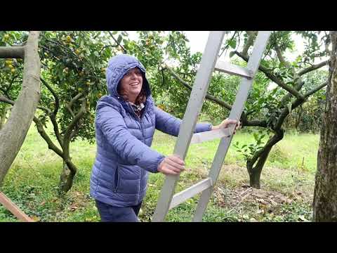 Видео: 24) На зиму в Абхазию -4. Как мы спасали хурму