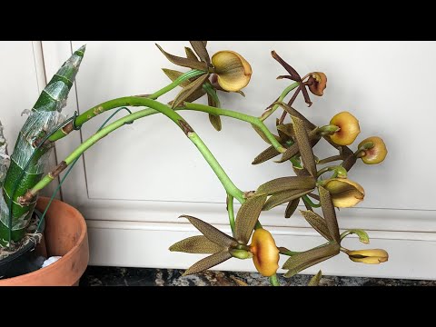 Видео: Катасетумы или орхидеи морковки .Кто остался в живых после зимы.. Грустный ролик о потерях.. Sorry..