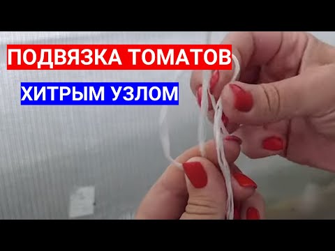 Видео: ПОДВЯЗКА ТОМАТОВ В ДВА ШПАГАТА  В ТЕПЛИЦЕ - ХИТРЫЙ УЗЕЛ ДЛЯ ТОМАТОВ