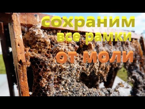 Видео: #пчёлы. Как сохранить соты от восковой моли без химии. Очень простой естественный способ.