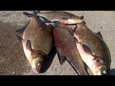 Видео: РЫБАЛКА! Ловля леща на сечку с салом. Рыбалка с набережной р.Сож