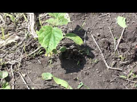Видео: Выращивание павловнии с черенков и  семян