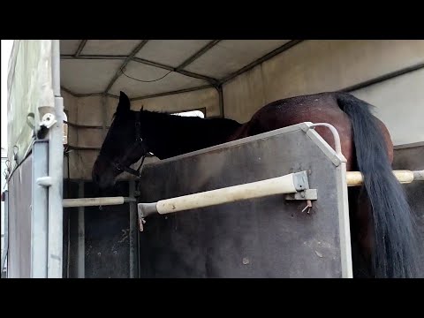 Видео: Нашего полку прибыло! Подружка для Фаруха / Extending our tribe with girlfriend for Farukh 🐎