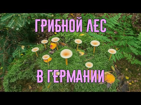 Видео: Влог: Ищу грибы в лесу в Германии