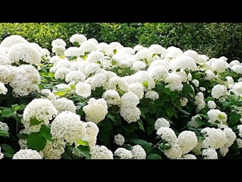 Видео: Открытие сезона черенкования🌸