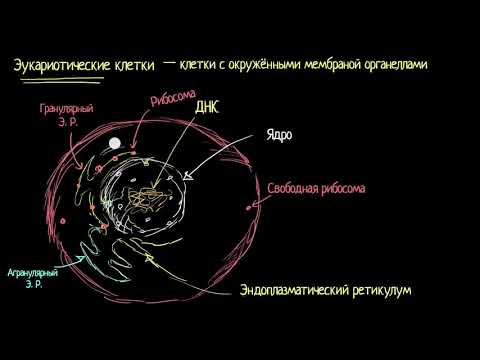 Видео: Органеллы эукариотических клеток (видео 13)| Строение клетки | Биология
