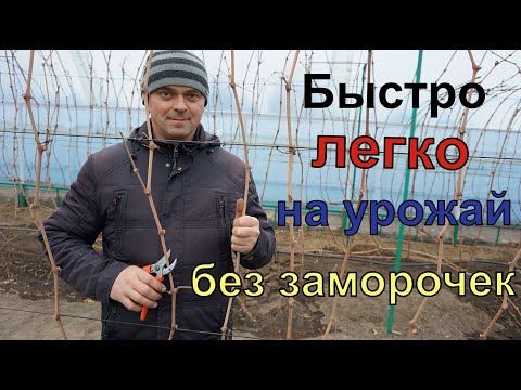 Видео: Обрезка только на большой  урожай . Ноябрь 2024год.