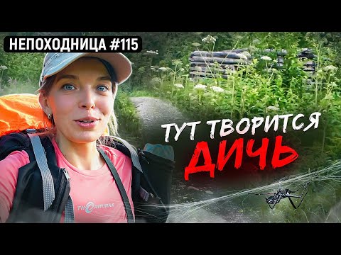 Видео: МРАЧНЫЕ ТРОПЫ И ЗАБРОШЕННЫЕ ИЗБУШКИ В ЛЕСУ. СЛЕДЫ МЕДВЕДЯ. ТЕЛЕФОН И НАВИГАТОР СЕЛИ. НЕПОХОДНИЦА