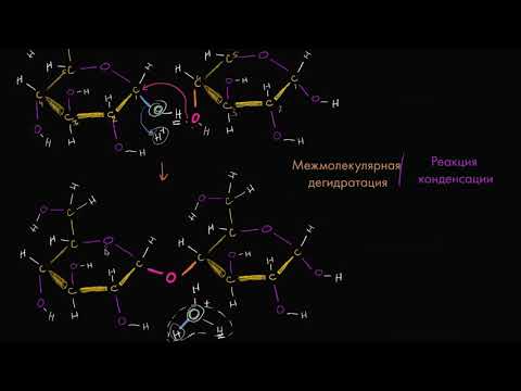 Видео: Межмолекулярная дегидратация или реакция конденсации (видео 2) | Макромолекулы | Биология