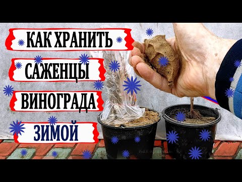 Видео: 🍇 Как ХРАНИТЬ САЖЕНЦЫ ВИНОГРАДА ЗИМОЙ если не успели высадить на постоянное место осенью?