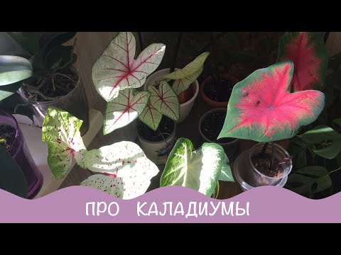 Видео: Комнатные растения. Про Каладиум. Как и что с ними.