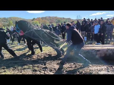 Видео: СУПЕР ФІНАЛ , ПЕРЕМОЖЦІ ПРИКАРТАТСЬКИХ КІННИХ ЗМАГАНЬ *СИЛА КОНЕЙ * В ПІСТИНІ/РОЗІГРАШ ЖЕРЕБЧИКА.