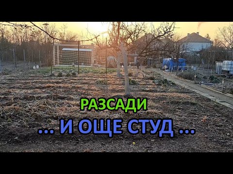 Видео: Подготвям разсадите за поредната порция студ