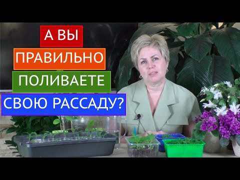 Видео: ОСНОВНЫЕ ОШИБКИ ПРИ ПОЛИВЕ РАССАДЫ! БУДЬТЕ ВНИМАТЕЛЬНЫ!