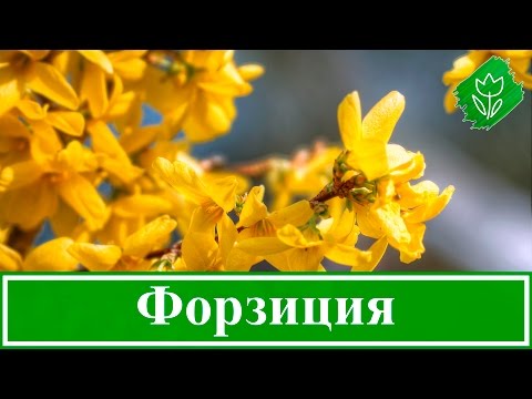 Видео: Кустарник форзиция – посадка и уход, выращивание и размножение