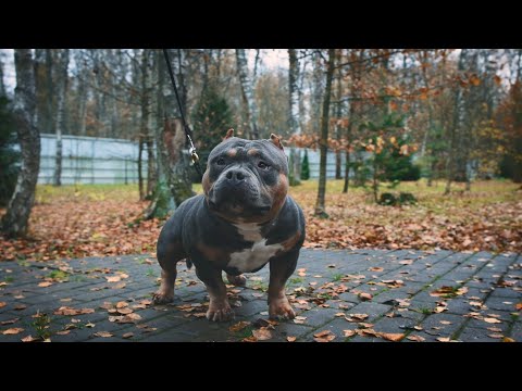 Видео: Особенности здоровья американского булли // #приВЕТАХМЕД