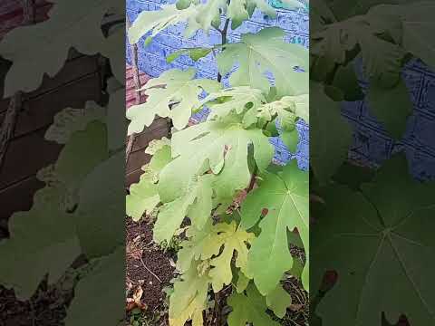 Видео: мій #інжир 🤗