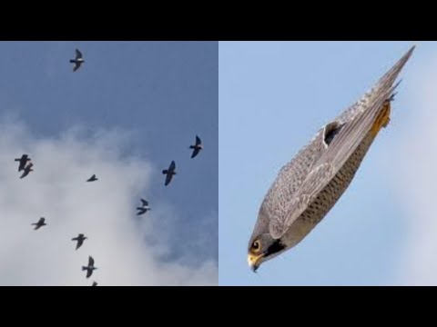 Видео: ПОЧТОВЫЕ ГОЛУБИ 🕊️🕊️ ПРОТИВ ЯСТРЕБА.