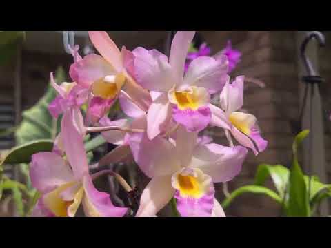 Видео: Орхидеи Саттлеи, Цимбидиум, Иванагара, Дендробиум Нобили. Growing Orchids in Australia 