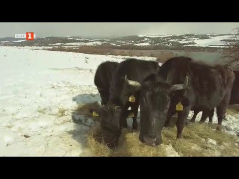 Видео: Пасторален фермерски живот край язовир "Пчелина" - "Бразди" - 17.04.2021 по БНТ