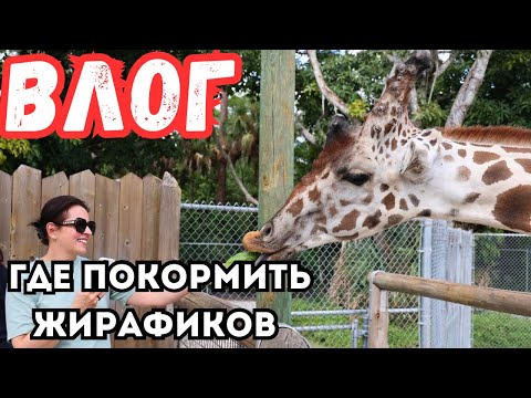 Видео: США | Зоопарк в Нейплс | Чудное местечко 