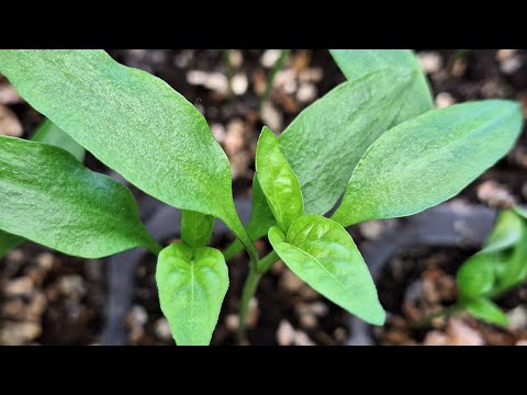 Видео: 14. Рассада – Когда подкормка вредна