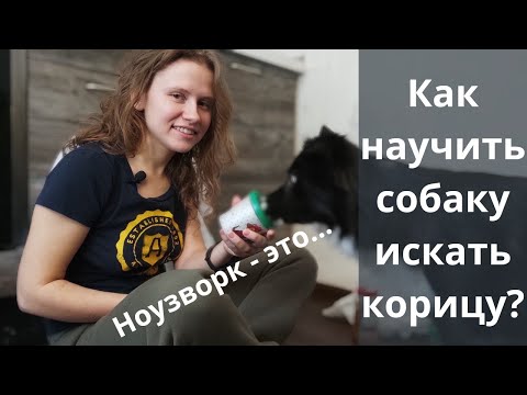 Видео: Опять мёрзнет СОБАКА на прогулке! НОУЗВОРК дома. Чем заниматься с собакой? Дрессировка нюха собаки