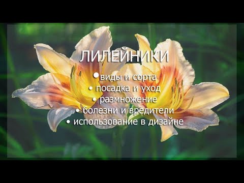 Видео: Вебинар "Лилейники"