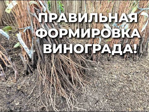 Видео: Самая простая формировка винограда!