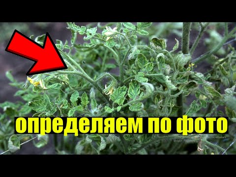 Видео: САМЫЕ СТРАШНЫЕ БОЛЕЗНИ ТОМАТОВ! КАК ОПРЕДЕЛИТЬ И КАК БОРОТЬСЯ