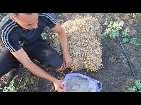 Видео: Выращивание арбузов / Когда подкармливать арбузы / Как формировать куст