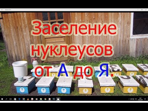 Видео: 1 часть. ЗАСЕЛЕНИЕ НУКЛЕУСОВ ОТ А ДО Я. для начинающих матководов, простейший способ🔥🔥🔥.