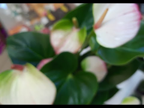 Видео: Комнатные цветы. Обзор.