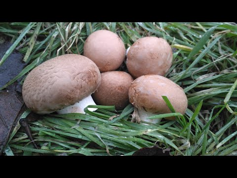 Видео: 🌿 Как я посадил на участке грибы шампиньоны. Курсы по выращиванию шампиньонов #DENLife
