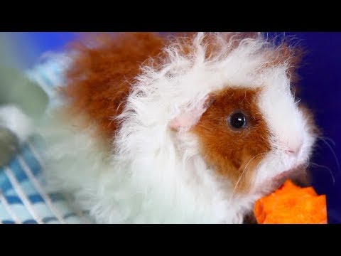 Видео: ЧТО С МАЛЫШОМ? ВЫБИРАЕМ ИМЯ НОВЕНЬКОМУ / SvinkiShow