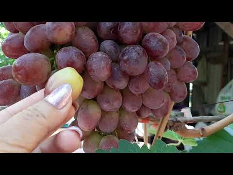Видео: Виноград Хусайне красный и Ризамат. 2020г