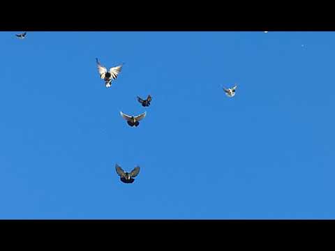 Видео: Николаевские голуби Драганова Виталия.