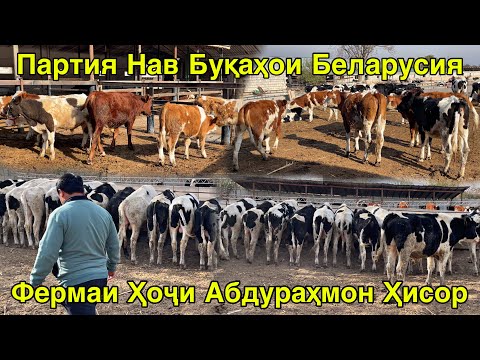 Видео: ФЕРМАИ ҲОҶИ АБДУРАҲМОН ҲИСОР БУҚАҲОИ БЕЛАРУСИЯ ОМАД 7 ноября 2025 г.