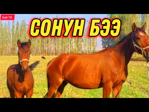 Видео: ЭНЧИ БАП КУЛУНДУУ БЭЭ ЧЫКТЫ 🤯 #байтв 