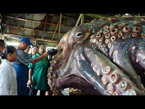 Видео: Рыбаки Выловили Самого Большого Осьминога в Мире